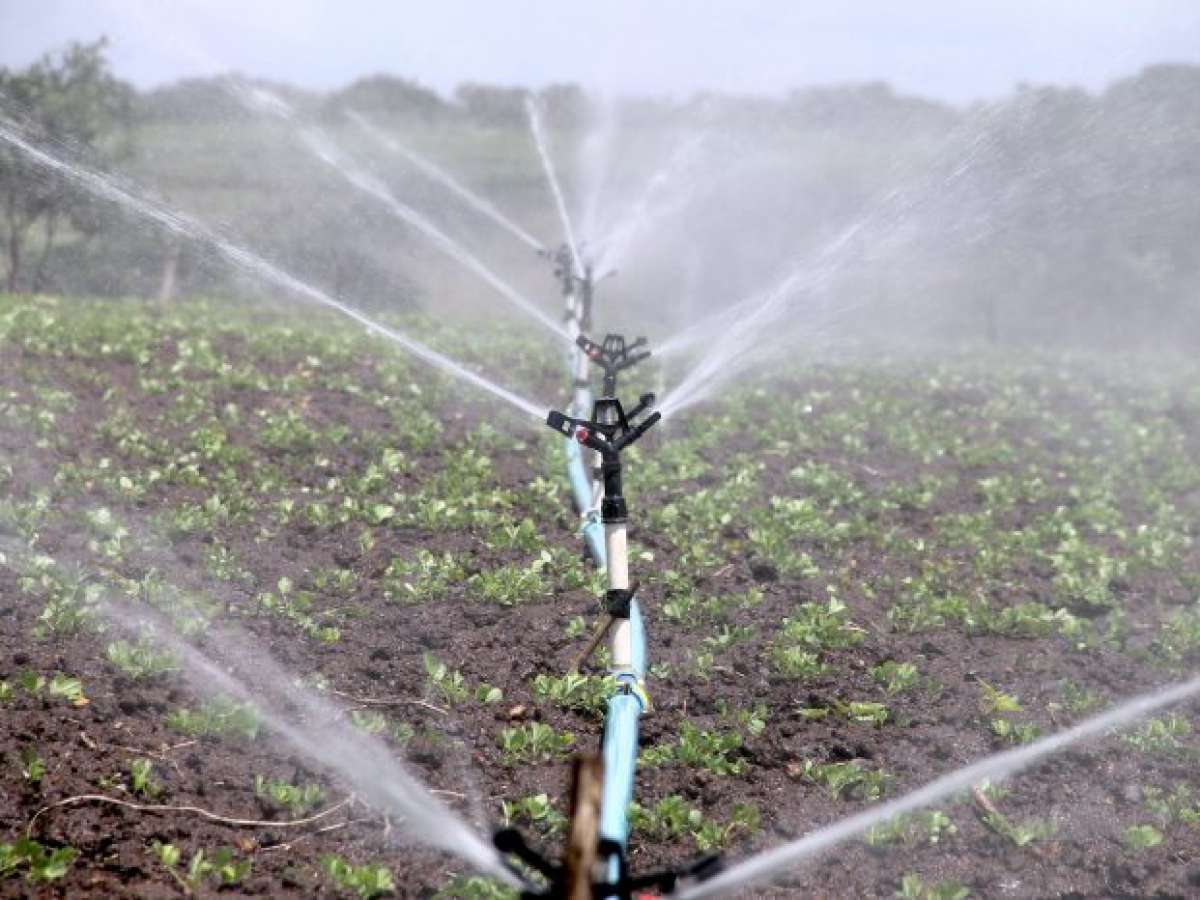 Crean plataforma agrícola para determinar las necesidades de riego de los cultivos en tiempo real