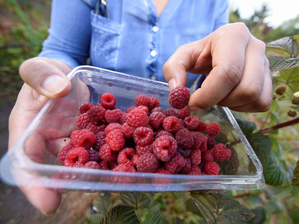 Indap y ChileAlimentos ofrecerán taller gratuito en directo desde el campo y seminario con expertos