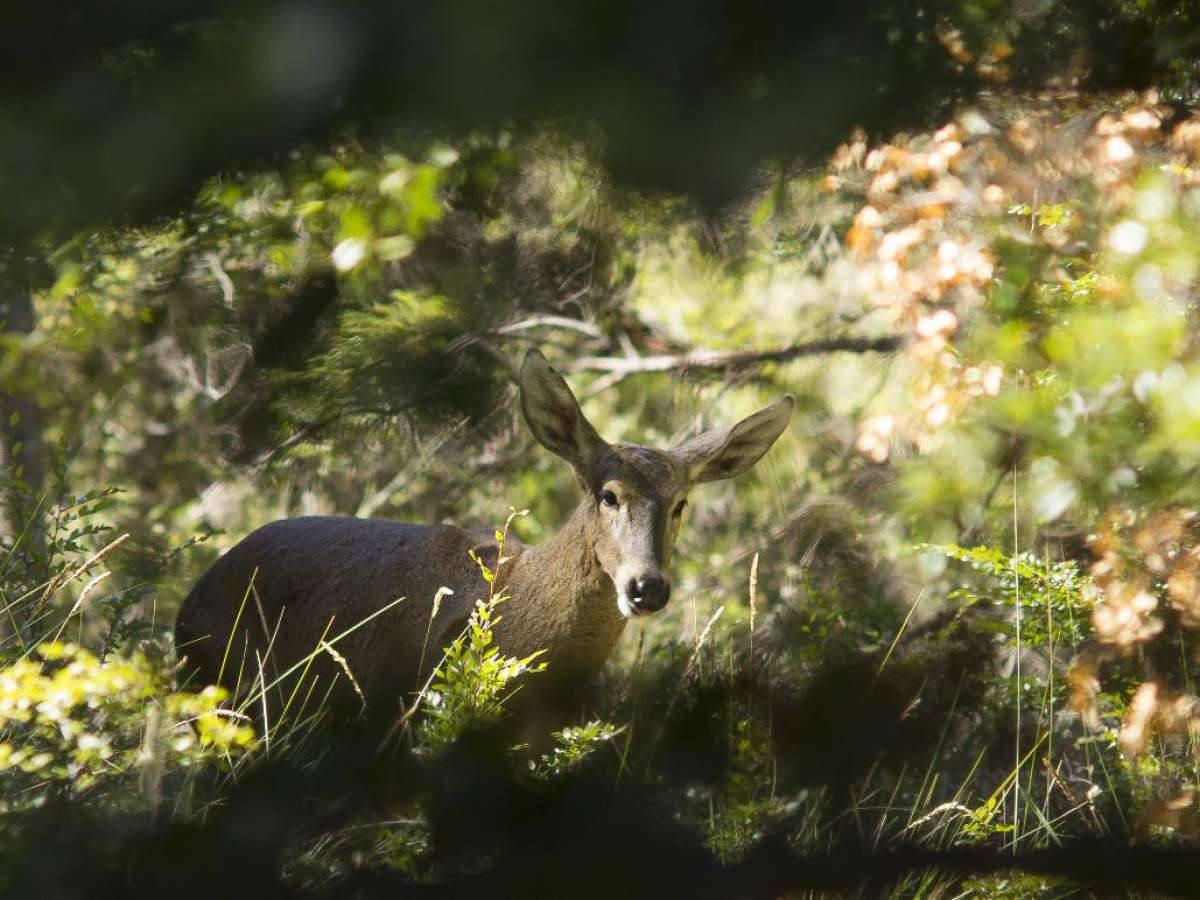 Hasta el 9 de enero del 2021 estará abierta consulta pública por propuesta de clasificación de especies del Ministerio del Medio Ambiente