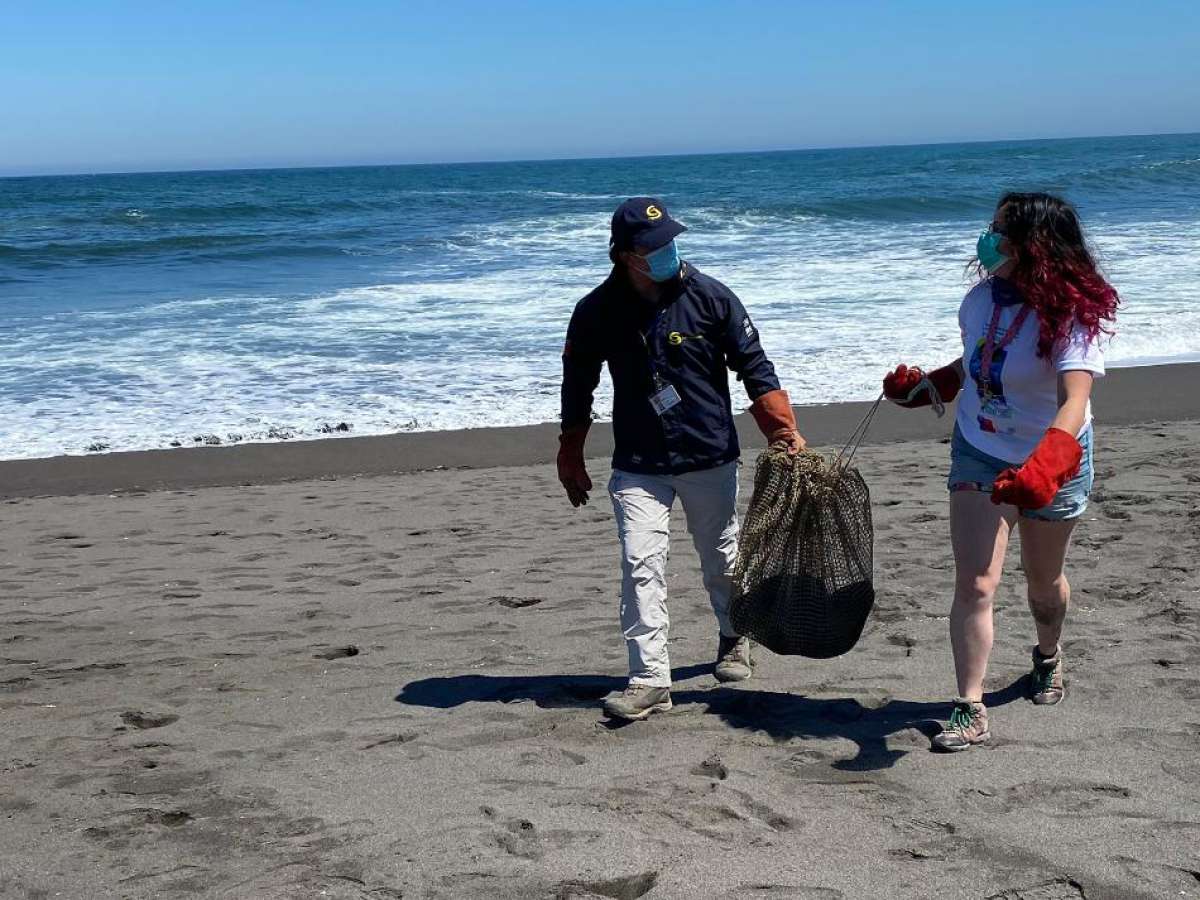 Con test de PCR a voluntarios se inicia temporada de protección de Crías de Lobos Marinos en Cobquecura