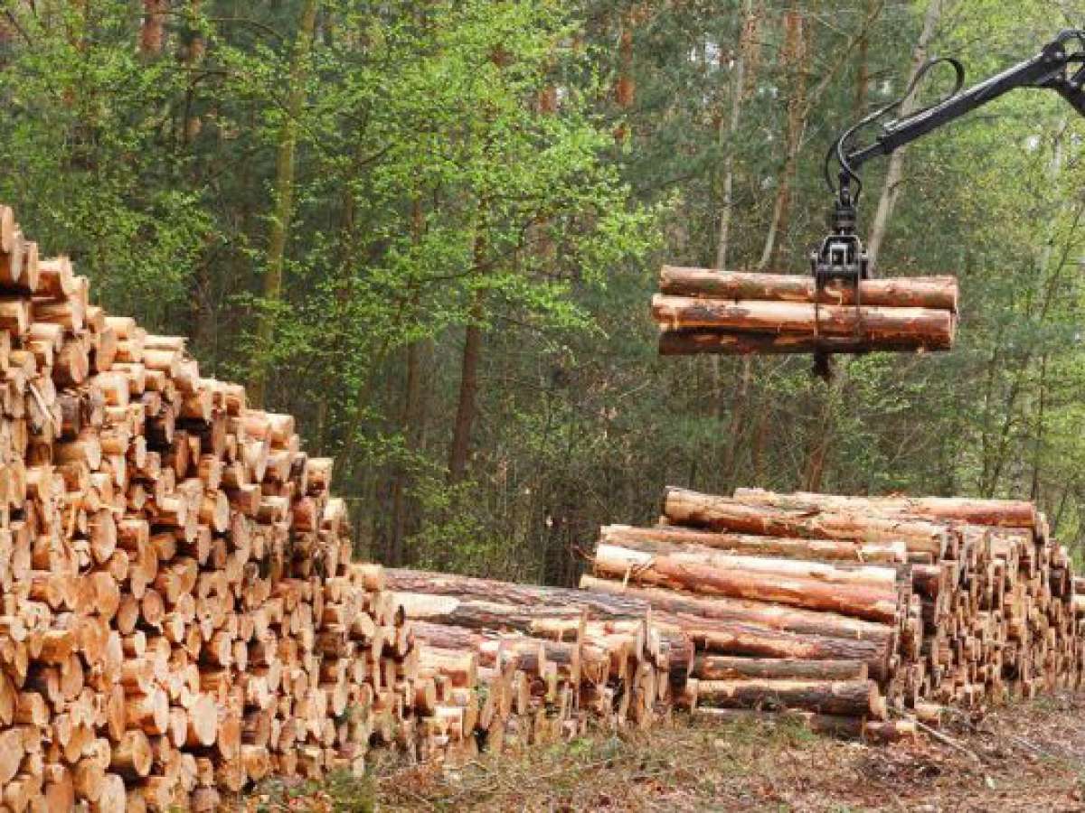 Exportaciones forestales cayeron un 12,6% en el año 2020