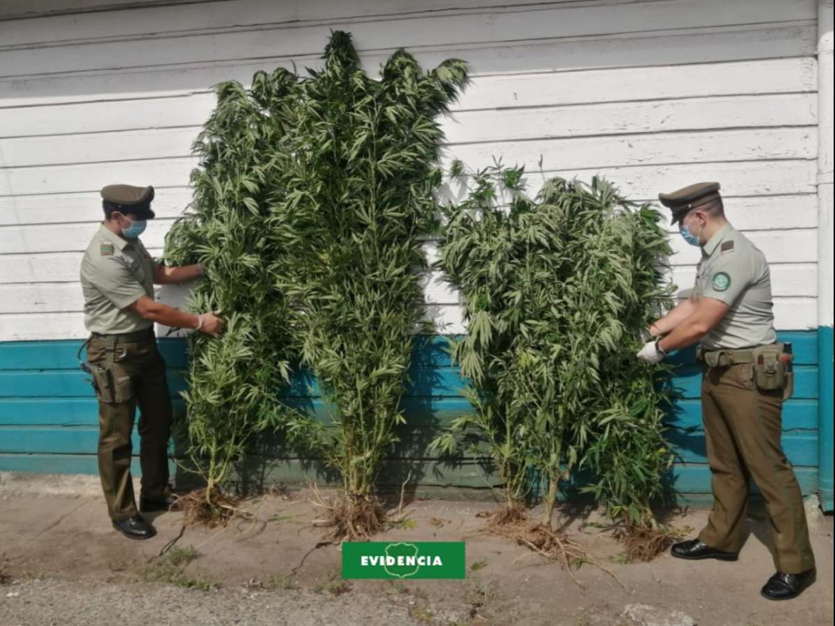 Carabineros de Yungay incautó 42 plantas de cannabis sativa y detuvo a mujer por cultivo ilegal