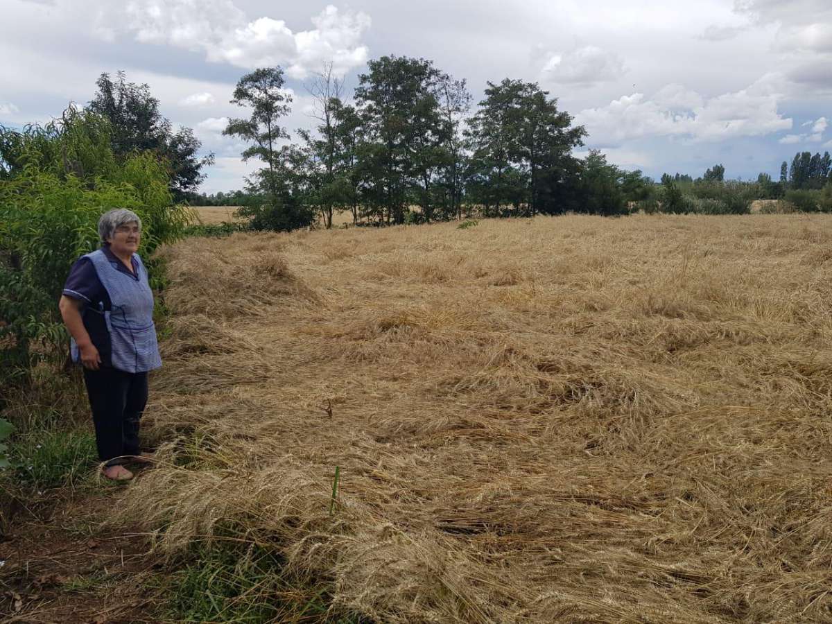 Cerca de 750 agricultores recibirán financiamiento de emergencia agrícola en Ñuble