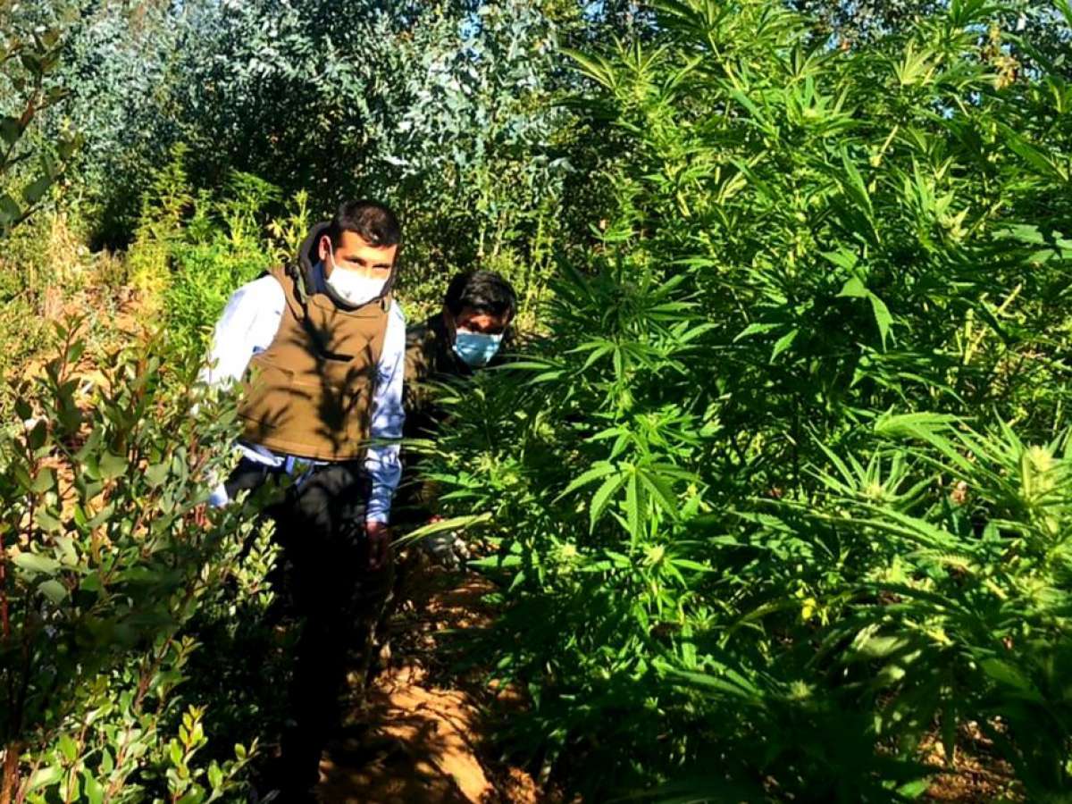 Carabineros de Trehuaco descubre más de 13 mil plantas de Cannabis sativa en medio de un predio forestal de Trehuaco