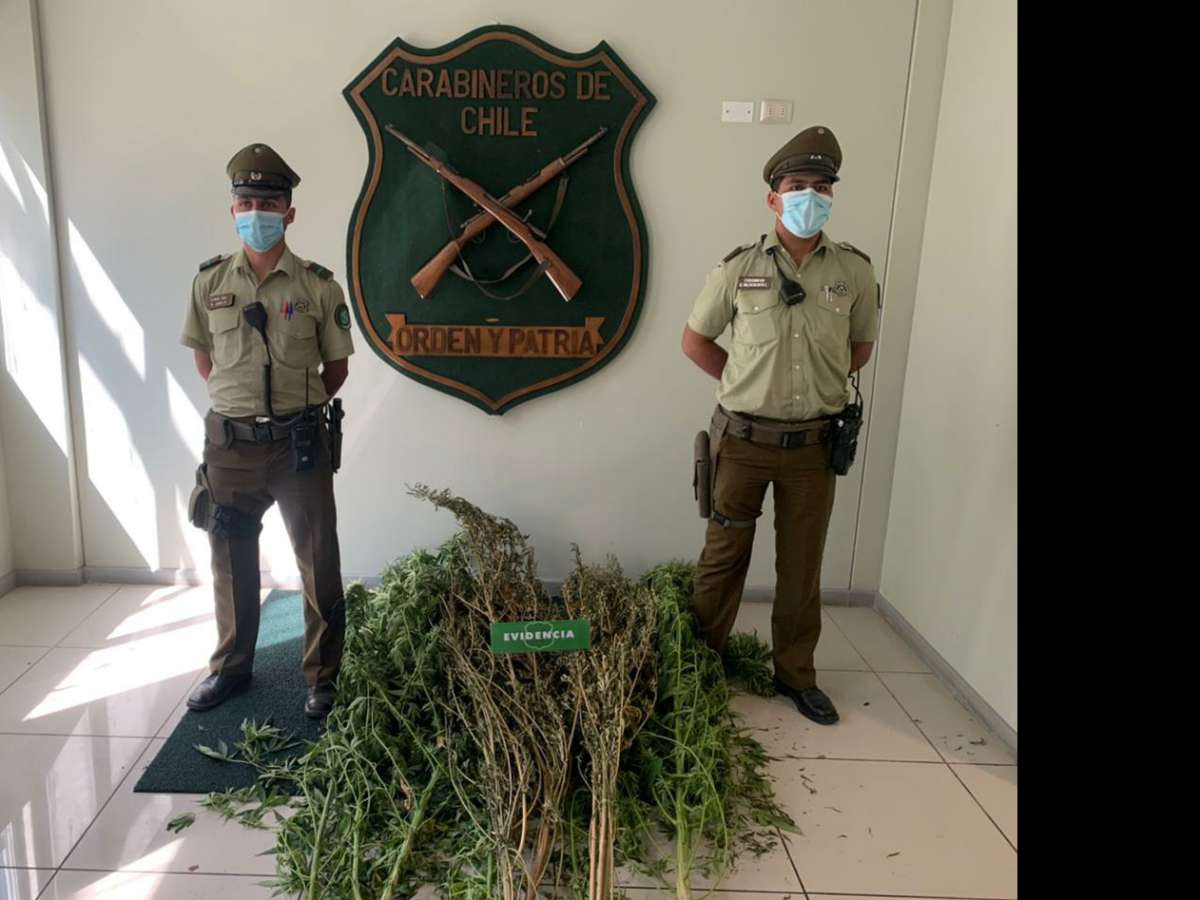 Carabineros de Bulnes detuvo a sujeto que mantenía cultivo ilegal de cannabis en su domicilio 