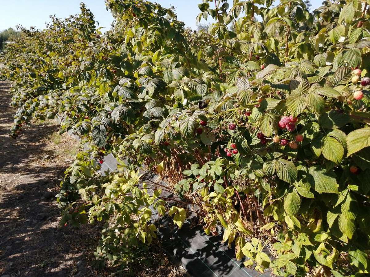 Con curso de manejo integrado de plagas INIA busca controlar avance de Drosophila suzukii en frutales