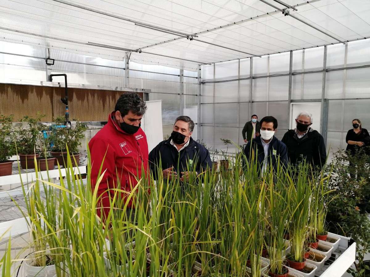 INIA desarrolló primera cámara de simulación climática para la agricultura del país 