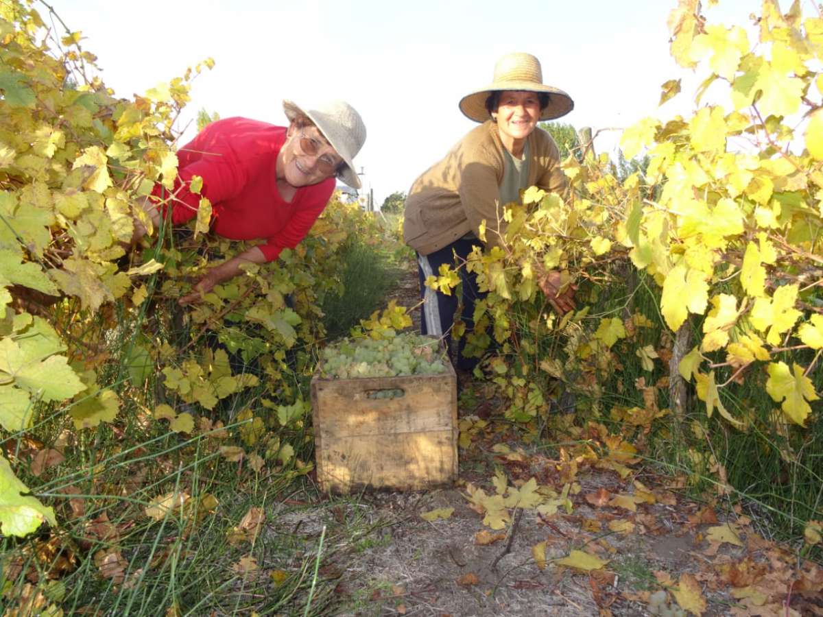 Programa Market Ready Enoturismo beneficiará a empresarios vitivinícolas de Ñuble.