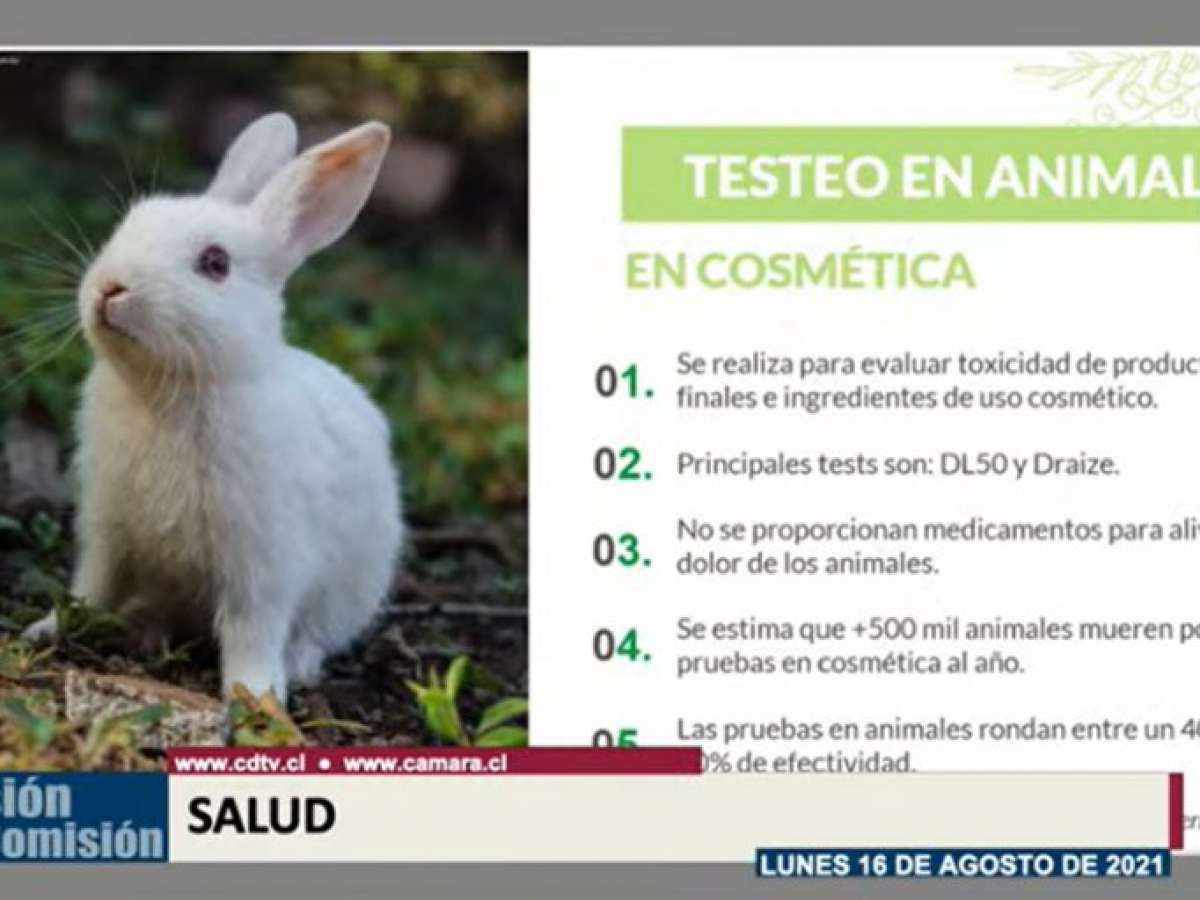 Comisión de Salud aprobó proyectos que prohíben experimentación de cosméticos en animales
