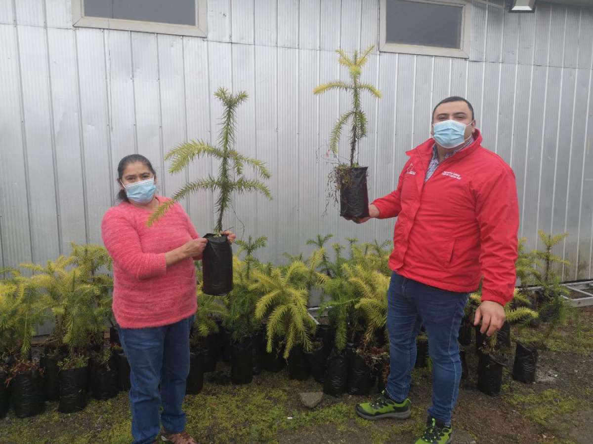 Segegob y Conaf donaron 200 nuevas especies nativas en Coihueco y Pinto