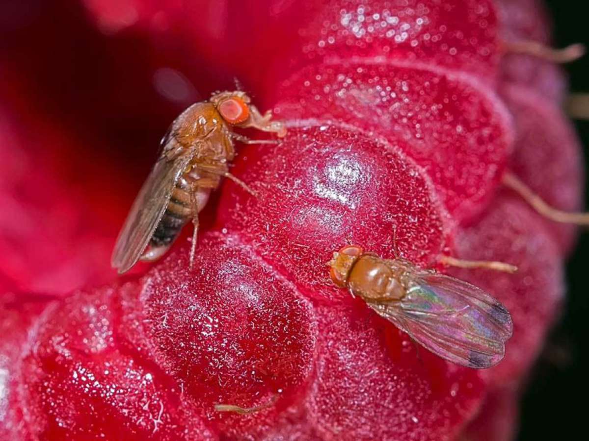 SAG llama realizar manejo preventivo de huertos frutales para enfrentar Drosophila suzukii