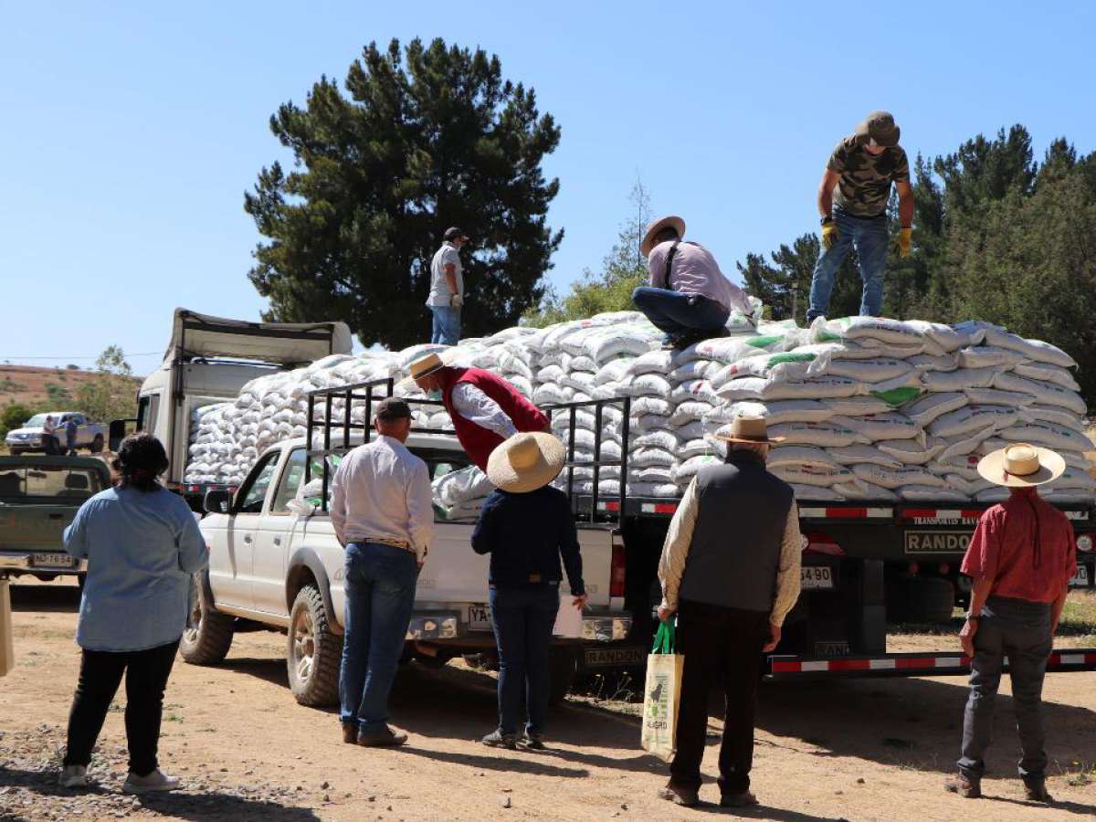 INDAP inició la entrega de alimentación animal en Ninhue y Cobquecura
