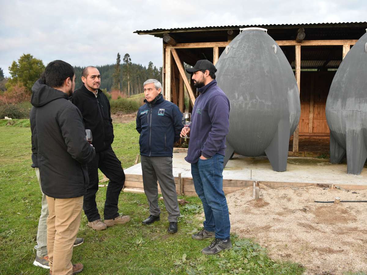 Proyectos con apoyo Indap revitalizan la viticultura del Valle del Itata 