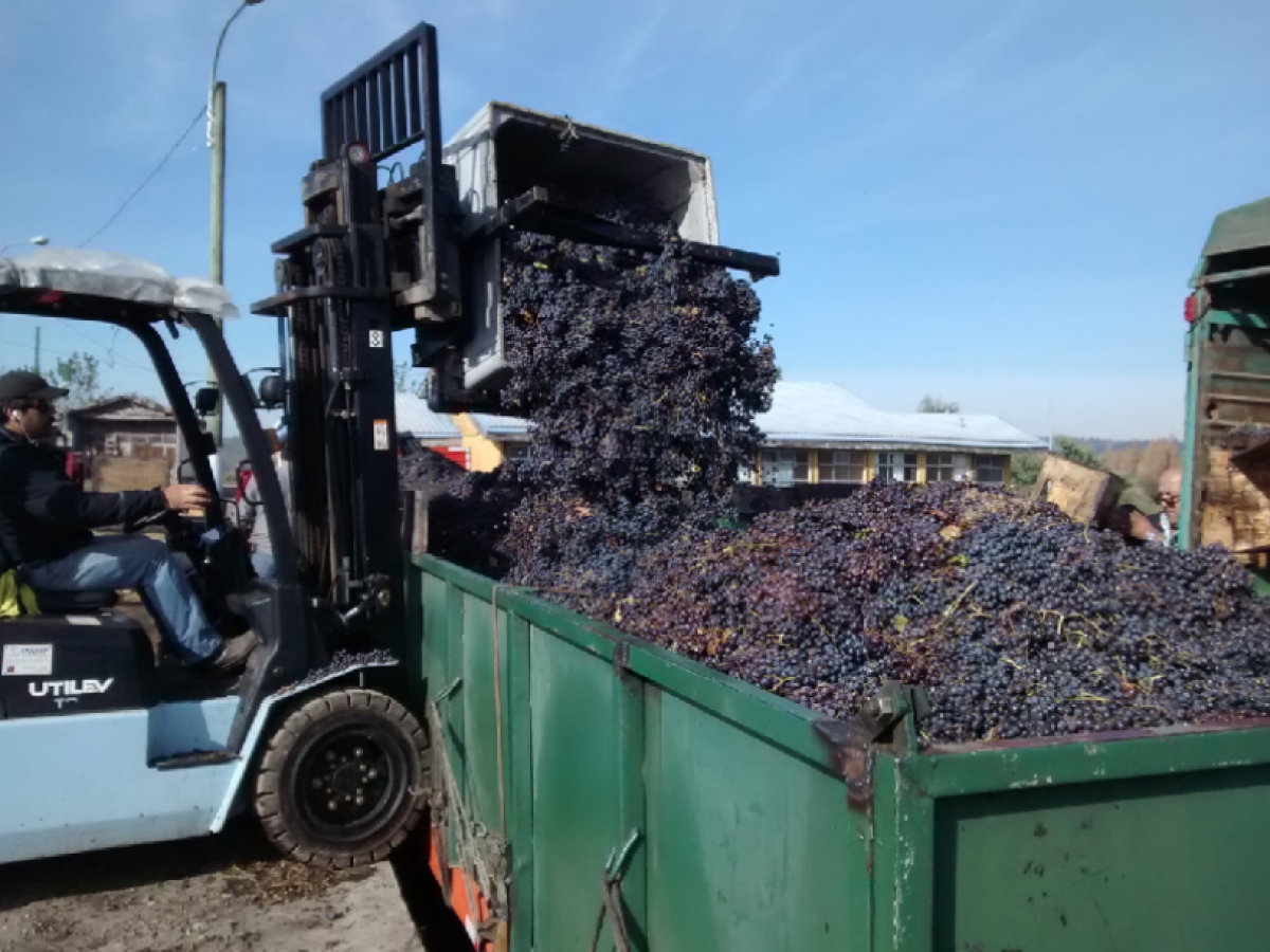 Producción vitivinícola del Valle de Itata apuesta por la sustentabilidad para ser más competitiva  