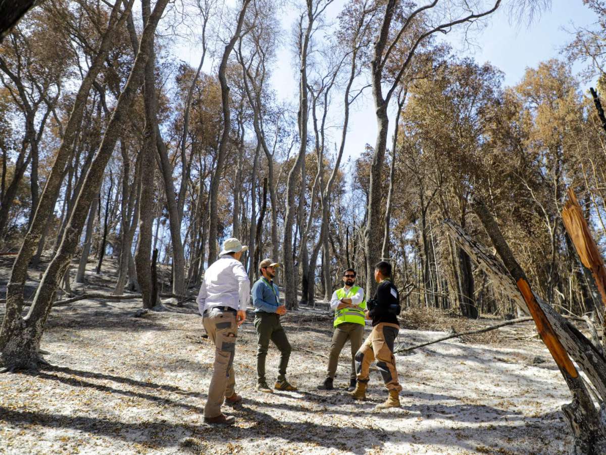 Proyecto GEF de Restauración de Biodiversidad incluirá comunas de Ñuble afectadas por incendios forestales