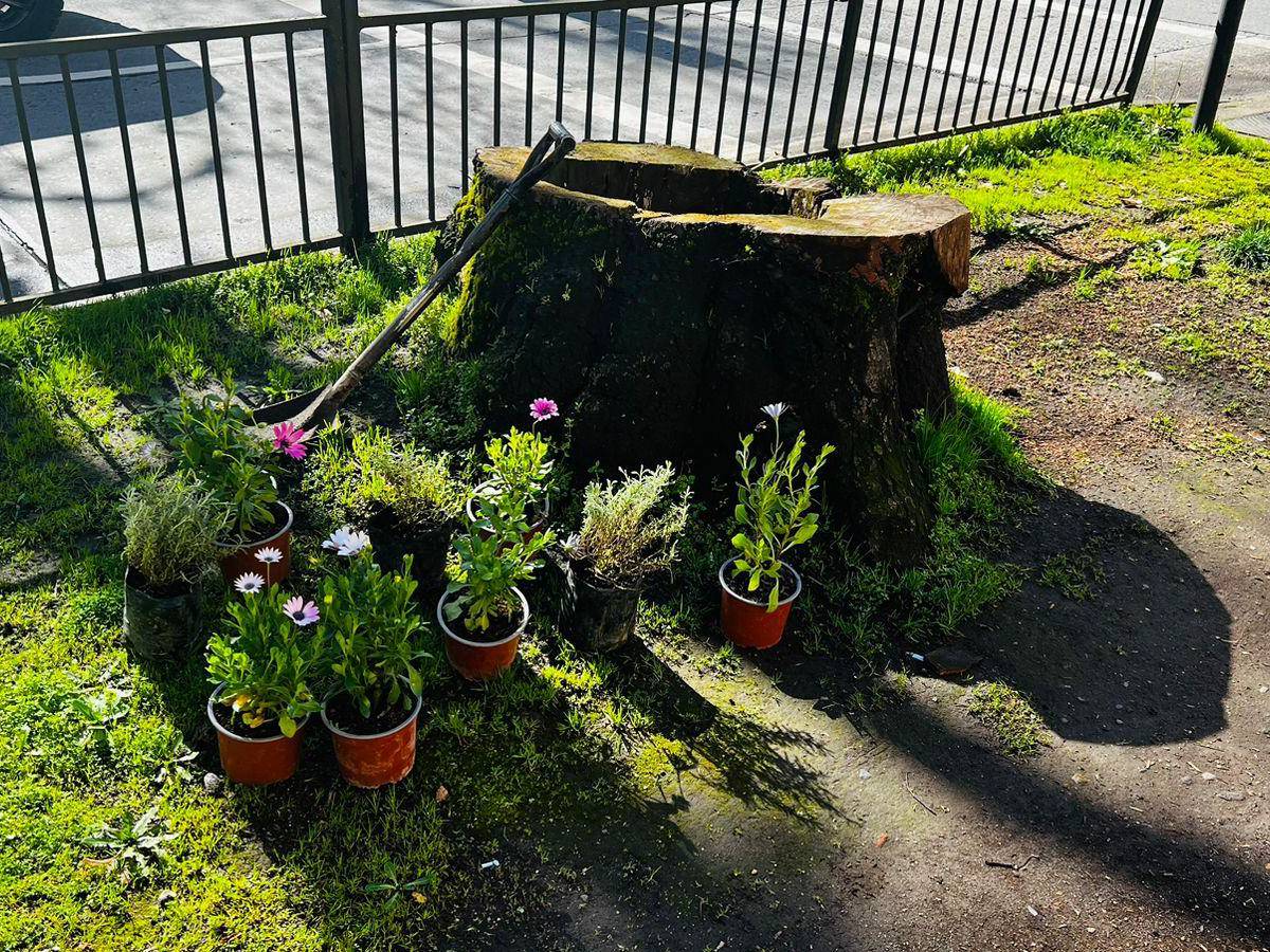 Municipalidad de Chillán inicia masivo plan de arborización en la ciudad. Se espera plantar más de 200 especies arbóreas