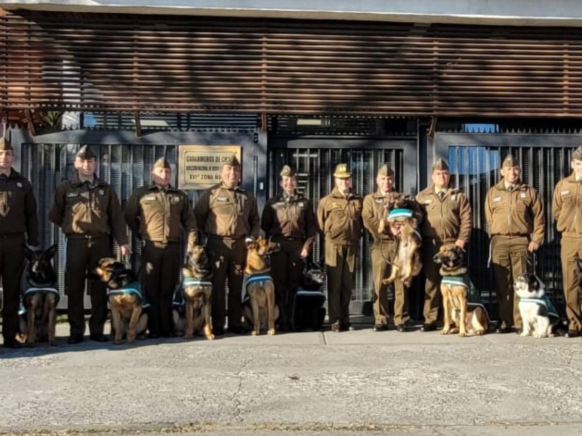 Brigada Canina de Carabineros de Chile continúa gira por Ñuble esta semana