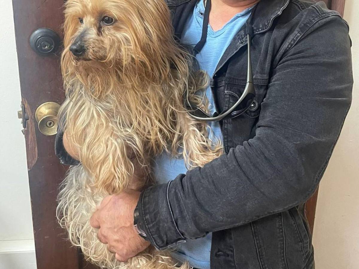 PDI Chillán recupera mascota que era vendida por redes sociales hay un detenido por receptación