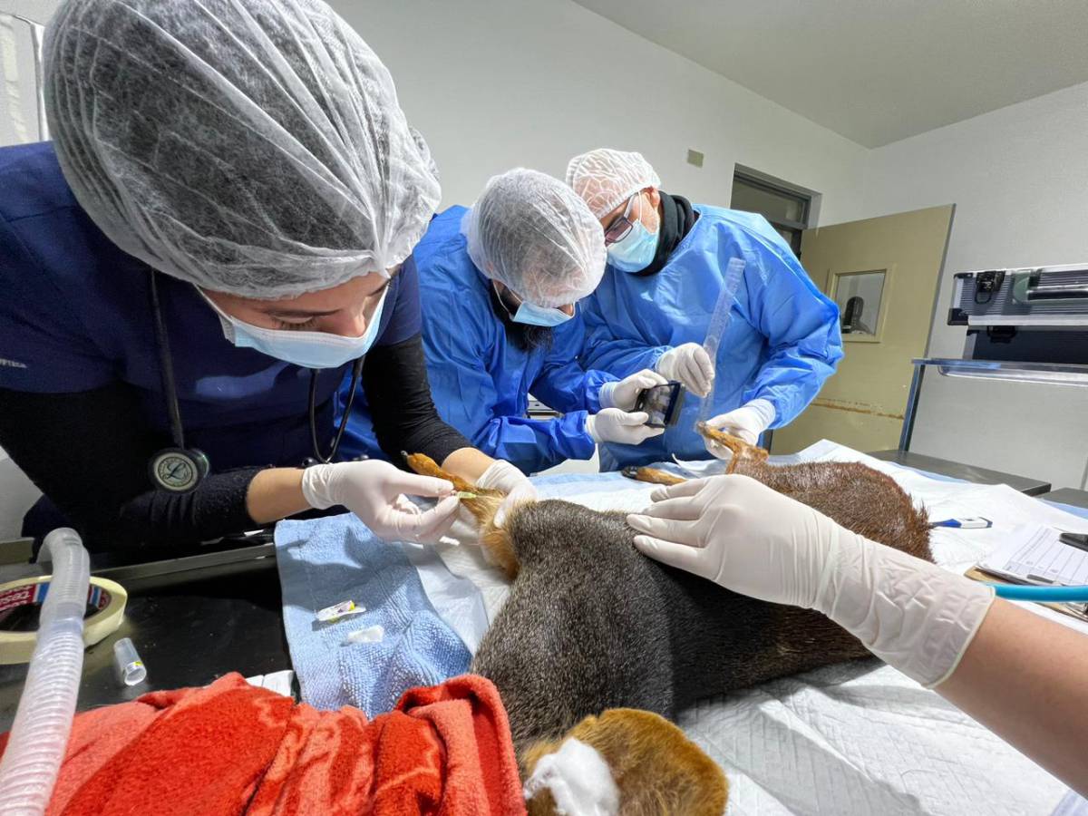 Centro de Rehabilitación de Fauna Silvestre de la UdeC realizó capacitación sobre  bioseguridad