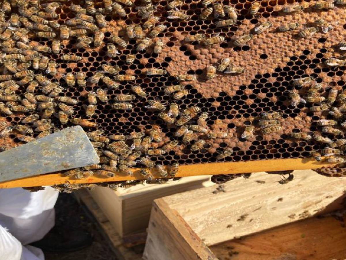 Con drones, imágenes satelitales y SIG estudian áreas de Ñuble para implementar apicultura natural regenerativa