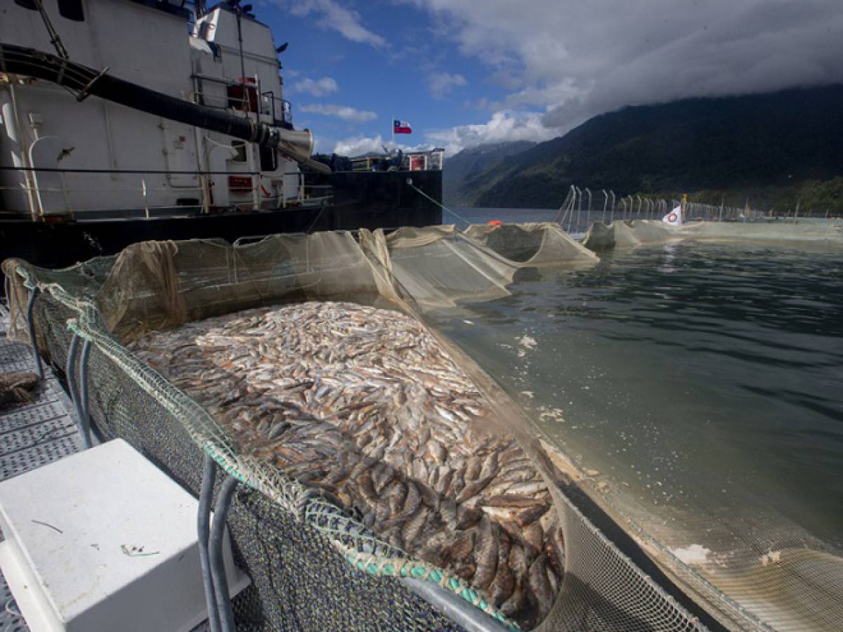 Día Nacional de las Áreas Protegidas: Comunidades exigen al gobierno liberar estos espacios de la industria salmonera