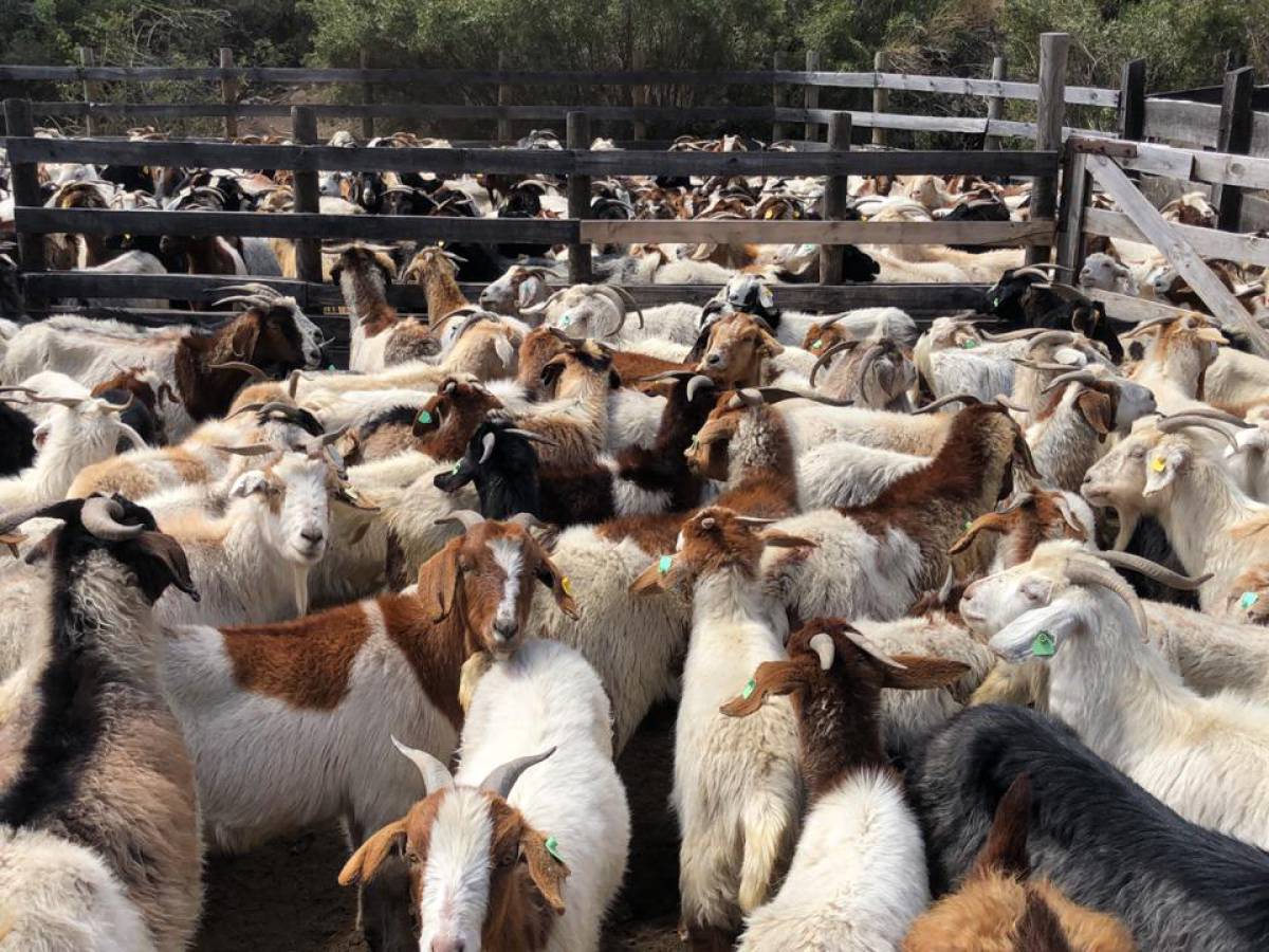Comienza subida de animales a veranadas de la temporada 2023- 2024: una tradición ancestral de pastoreo del ganado en la  cordillera