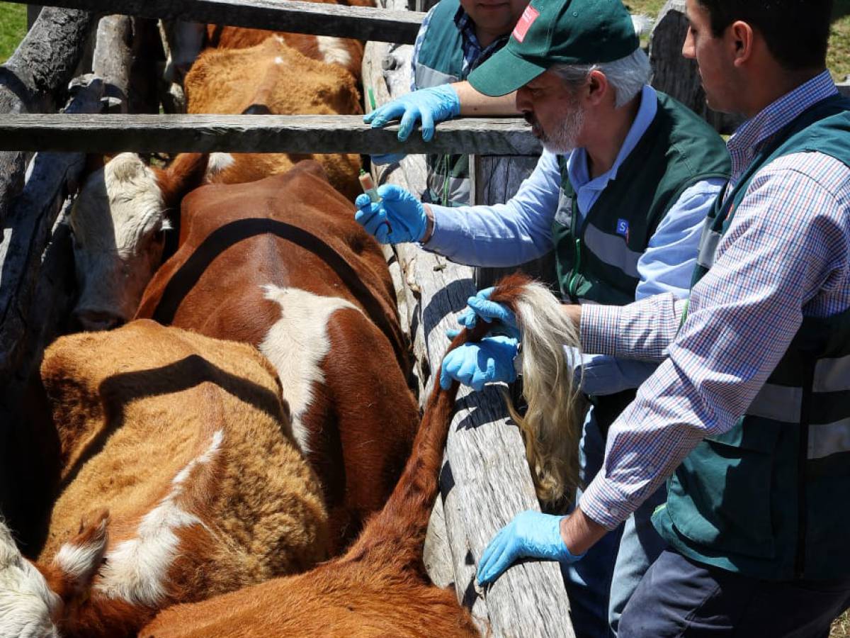 Comienza subida de animales a veranadas de la temporada 2023-2024: una tradición ancestral de pastoreo del ganado en la cordillera