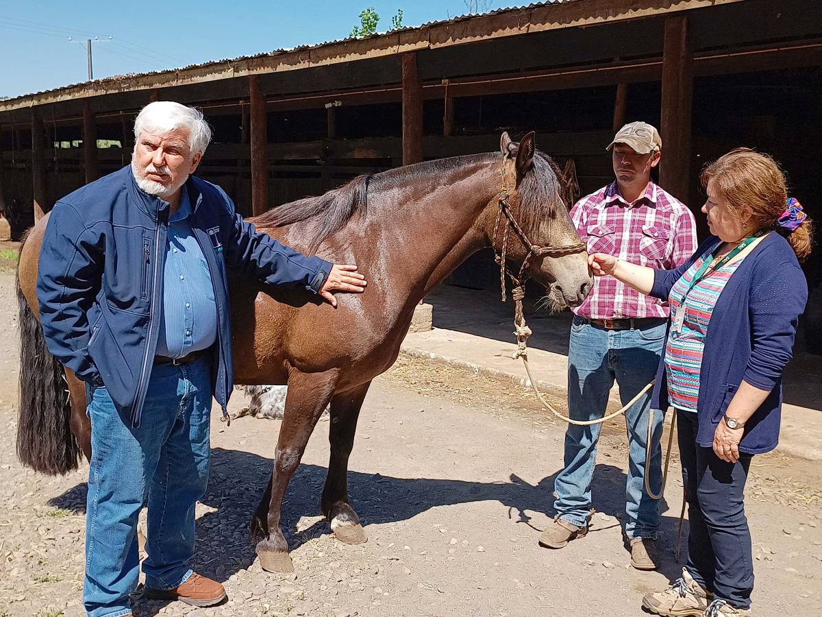 SAG visita predios equinos de Ñuble para difundir cómo detectar síntomas de enfermedad viral