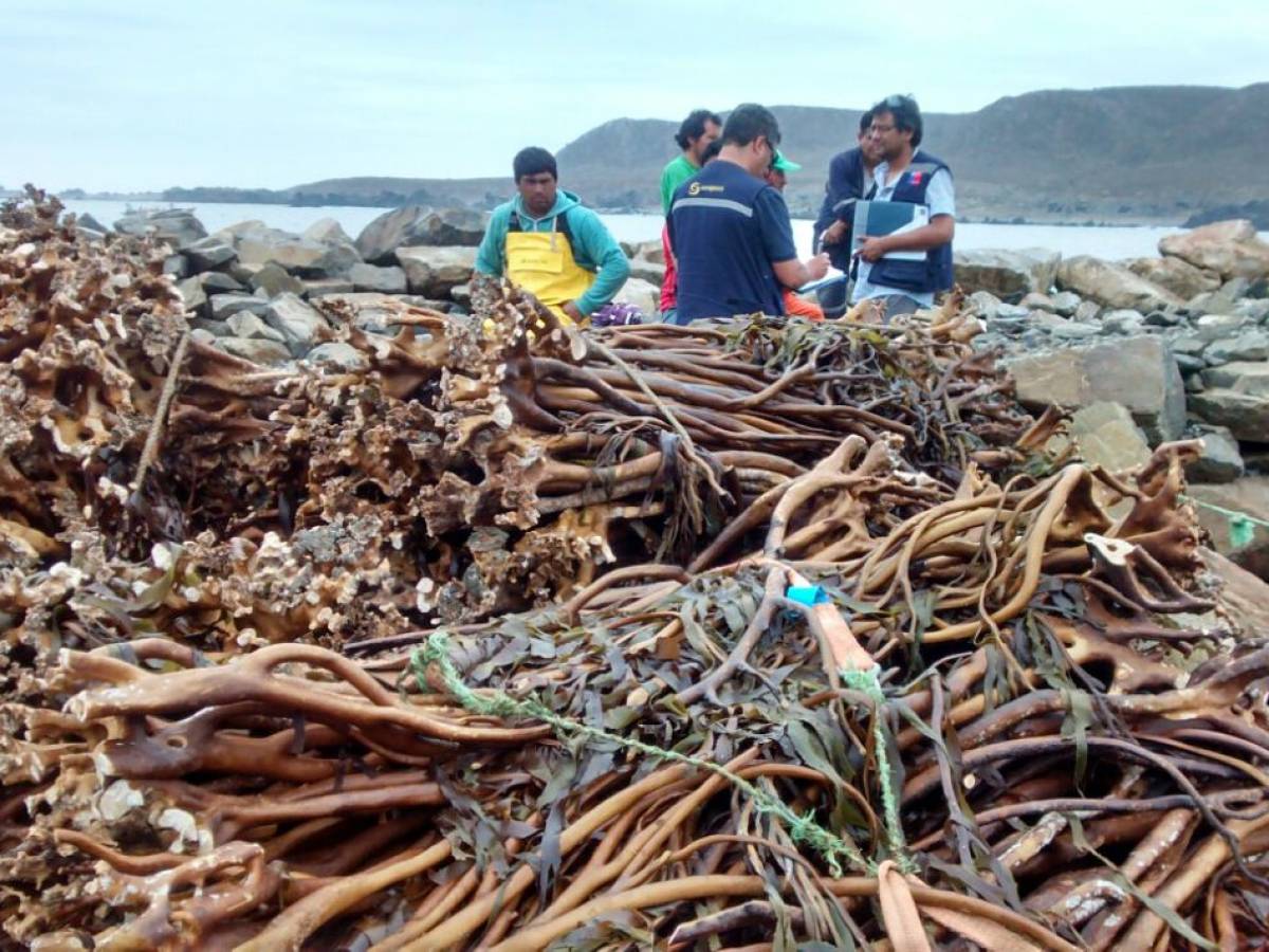Deforestación  de Bosques marinos de Chile: Sobreexplotación y  extracción ilegal de macroalgas impacta la biodiversidad y la economía costera