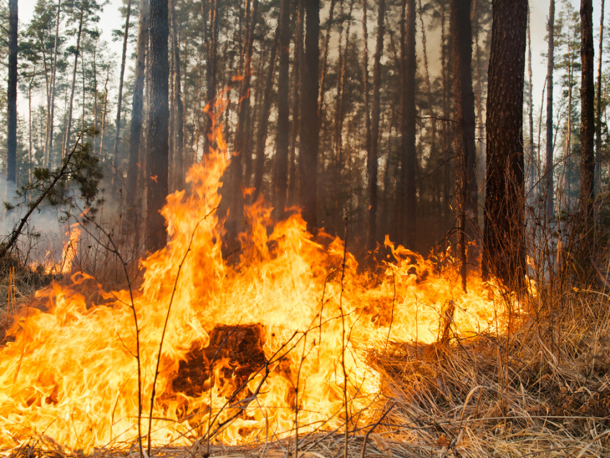 Prevenir y detectar incendios forestales utilizando Inteligencia Artificial 