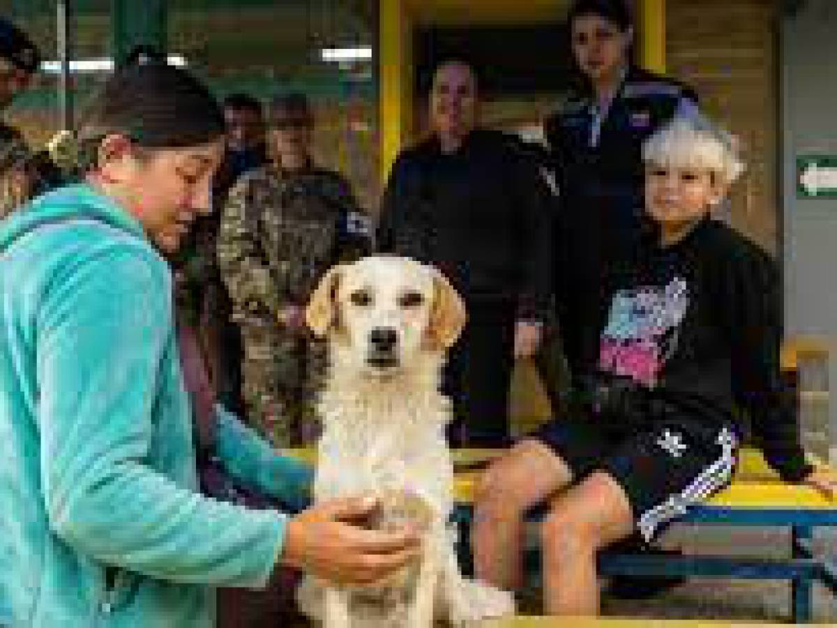 Subdere entrega recursos al municipio de Quilpué para realizar atención veterinaria a animales afectados por los incendios