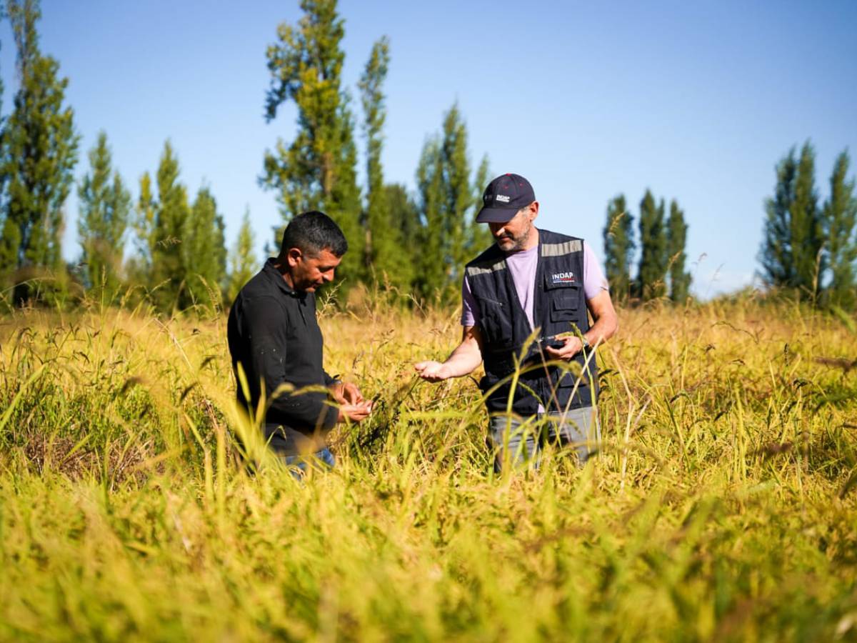 Minagri destinará $7.582 millones para fortalecer la producción  nacional de cultivos tradicionales