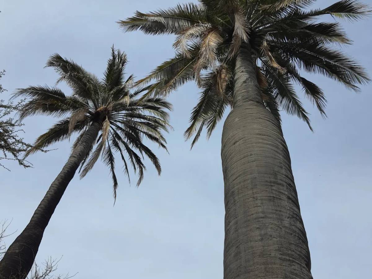 SAG intensifica vigilancia para prevenir la entrada de peligrosa plaga en palmeras