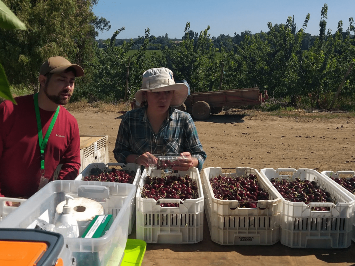 Proyecto del laboratorio de Calidad de Frutos de INIA Quilamapu busca optimizar el manejo de cosechas en cerezas de exportación de la región de Ñuble.