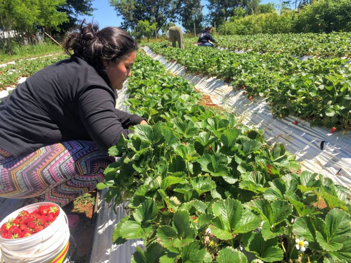 Agricultura invita a participar en el próximo webinar de la RAN – Agromet