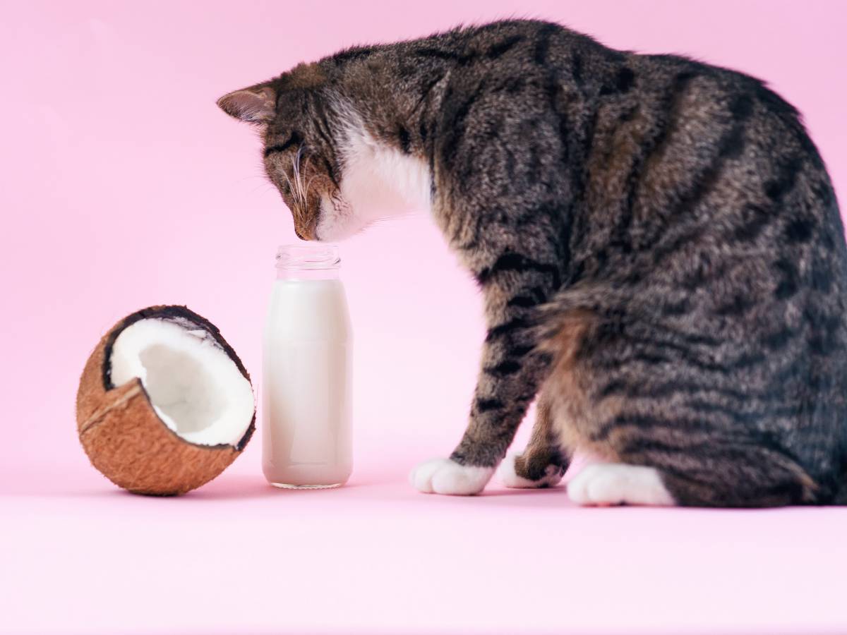 Aceite de coco: Conoce los beneficios que este producto podría proporcionar a tus mascotas