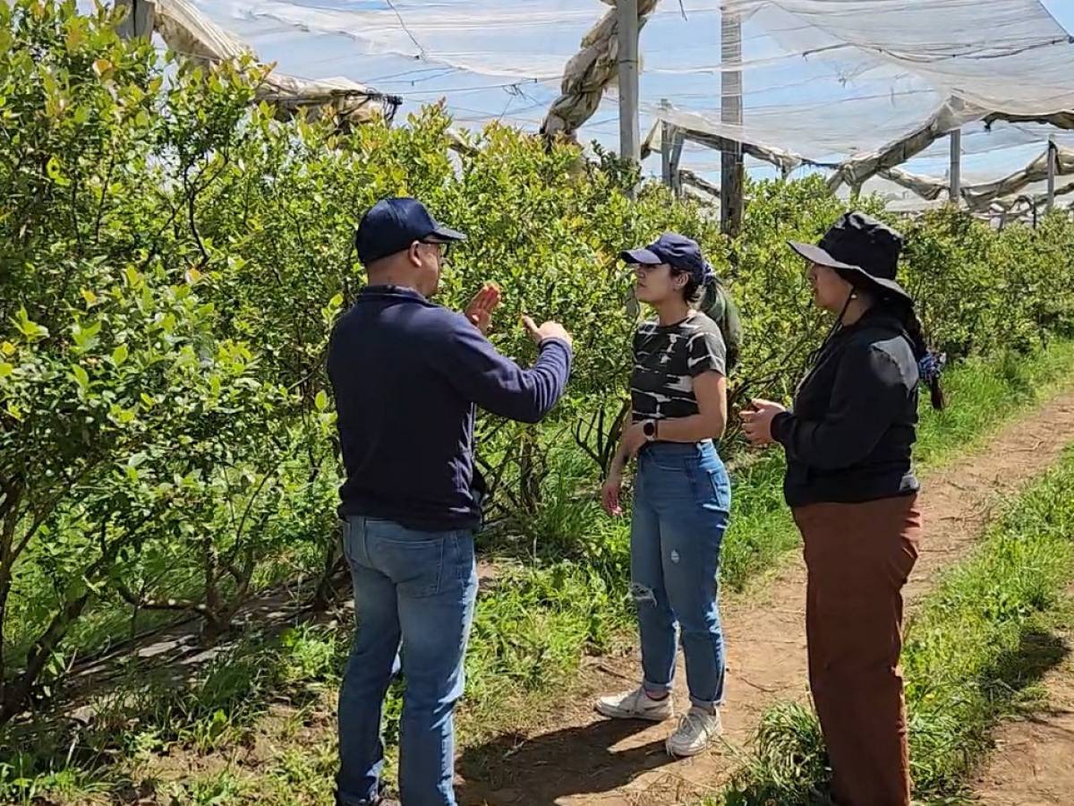 INIA busca revolucionar el control natural de plagas agrícolas y forestales mediante el uso de ecología química