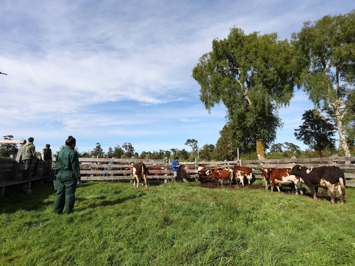 SAG hace positivo balance de la prescripción electrónica de antibióticos para animales en Chile