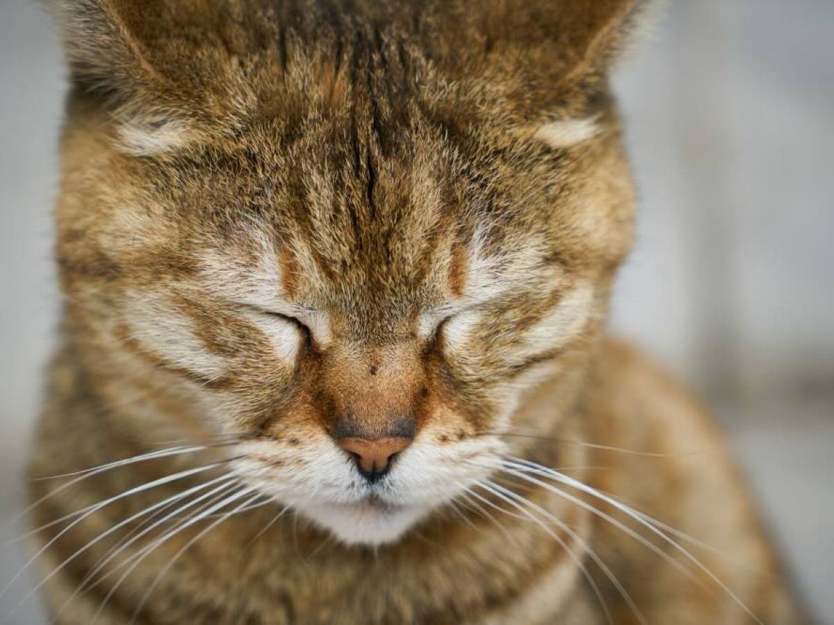 ¿Mascotas con ansiedad? Consejos de cómo el caldo de hueso puede funcionar como un calmante natural 