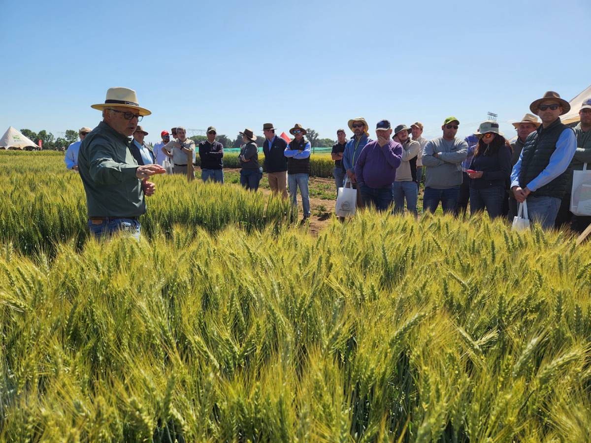 Celebran 60 años del Programa de Mejoramiento Genético de Trigo con nueva variedad adaptada a condiciones extremas