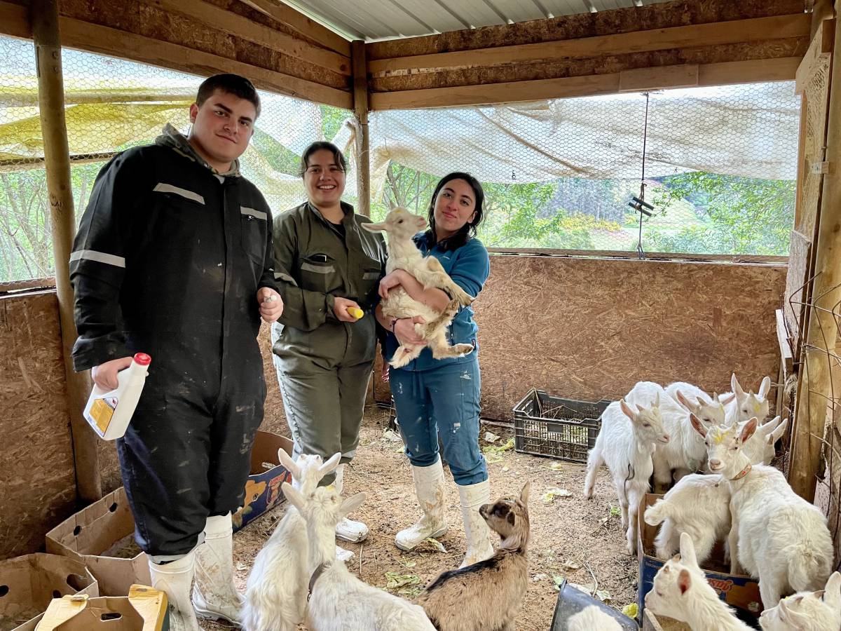 Evaluación de parásitos en animales de granja fortalece salud rural y formación de futuros veterinarios