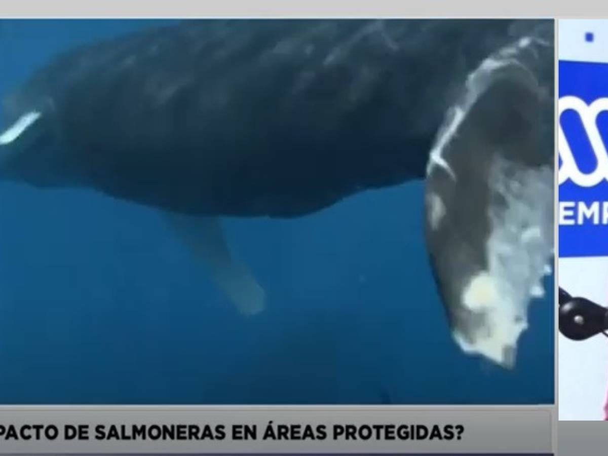 “El riesgo de convertir áreas protegidas en zonas de sacrificio”: Defendamos Chiloé alerta sobre daños ambientales