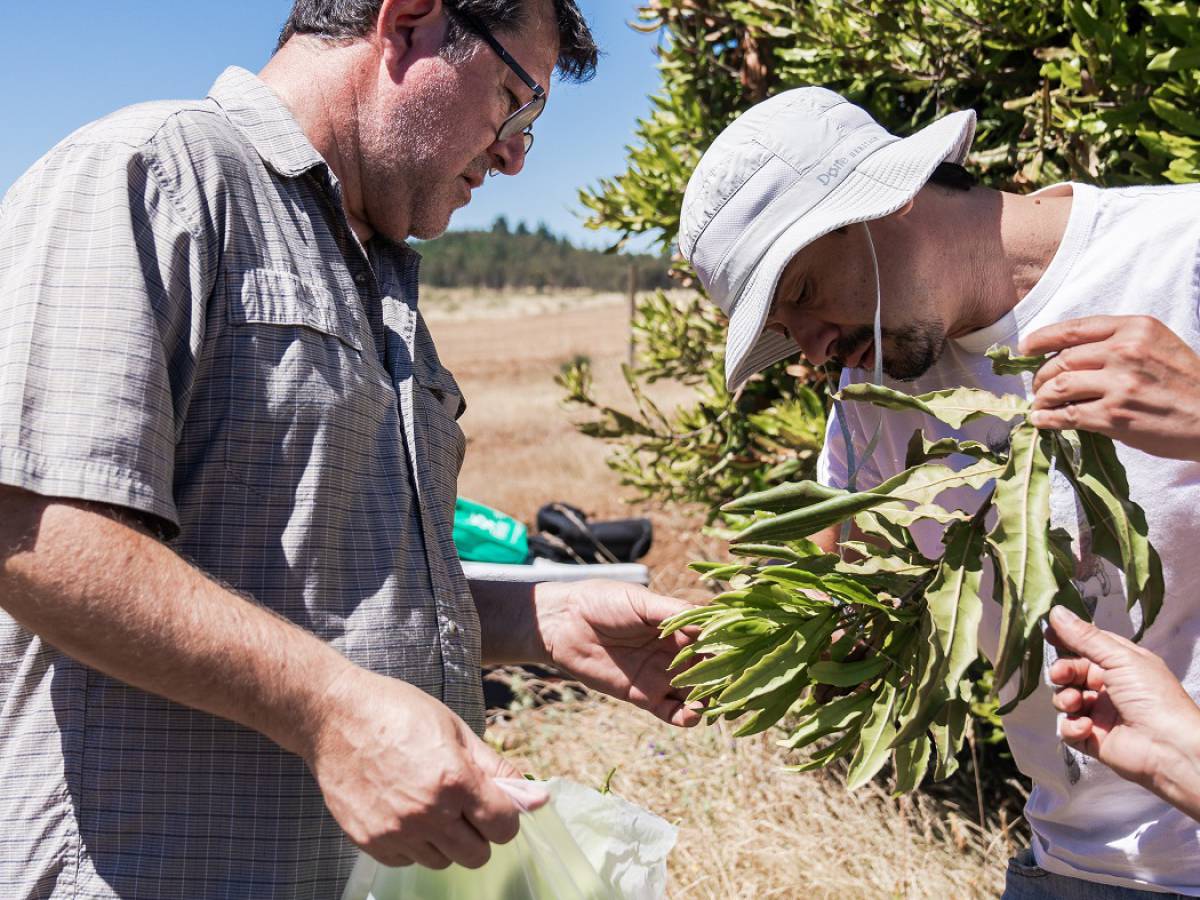 INIA lanza proyecto para impulsar una fruticultura sostenible y resiliente en Ñuble