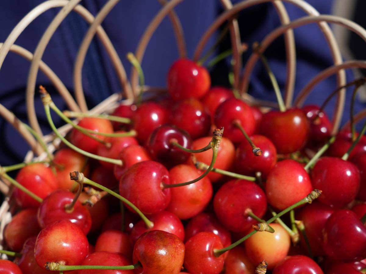 PEQUEÑOS PRODUCTORES DE ÑUBLE INVITAN A REGALAR CEREZAS ESTA NAVIDAD.