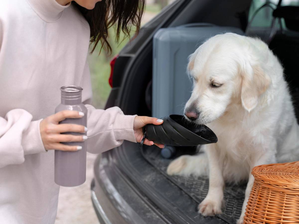 ¿Qué hacer con tus mascotas en altas temperaturas?