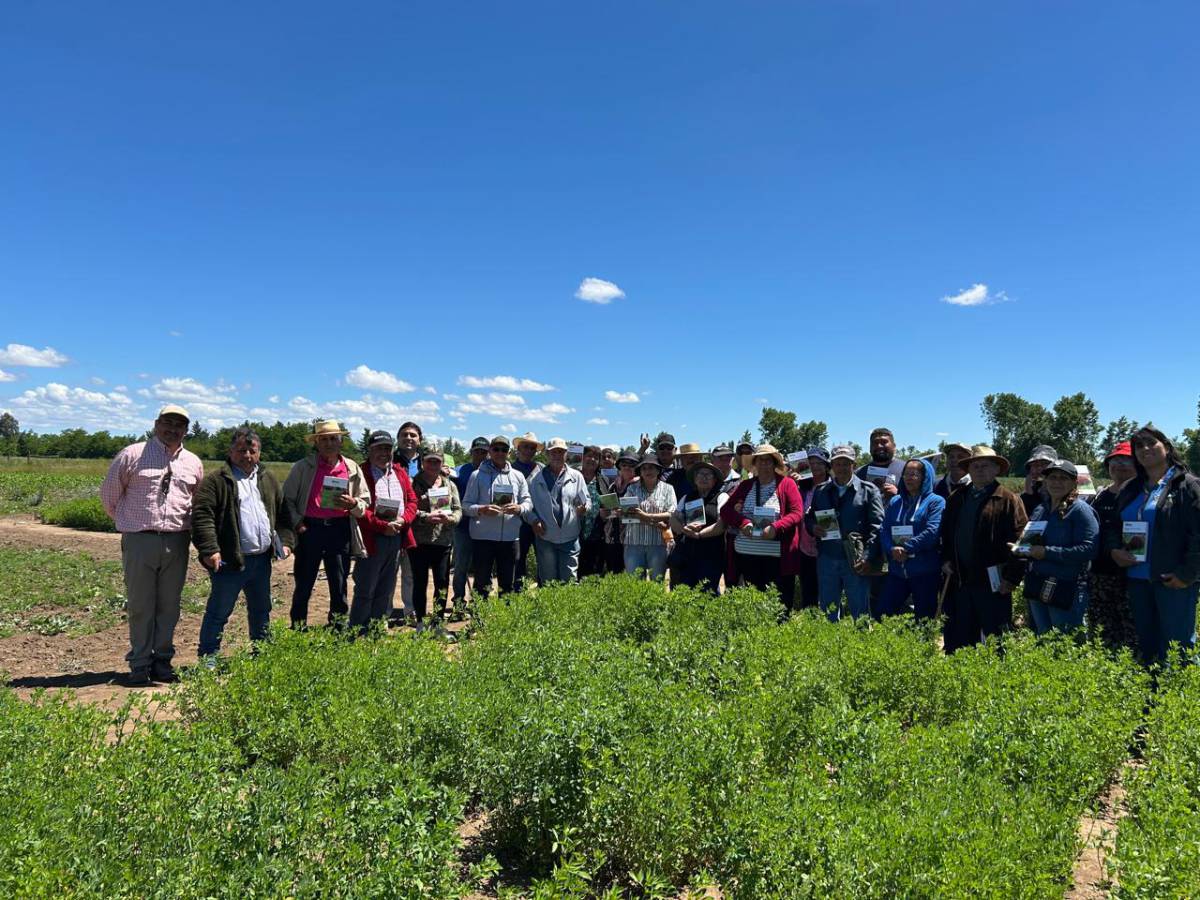 Nueva variedad de alfalfa revolucionará la ganadería del centro-sur de Chile.