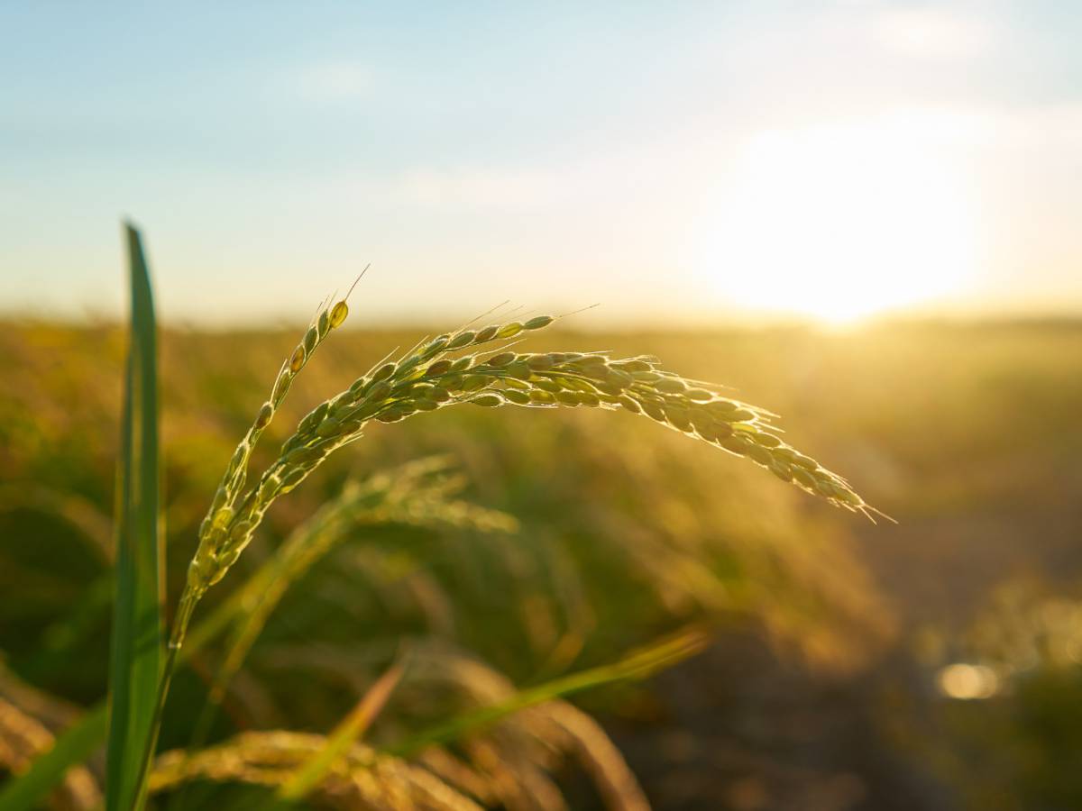 Cómo proteger los cultivos frente a olas de calor que afectarán al país