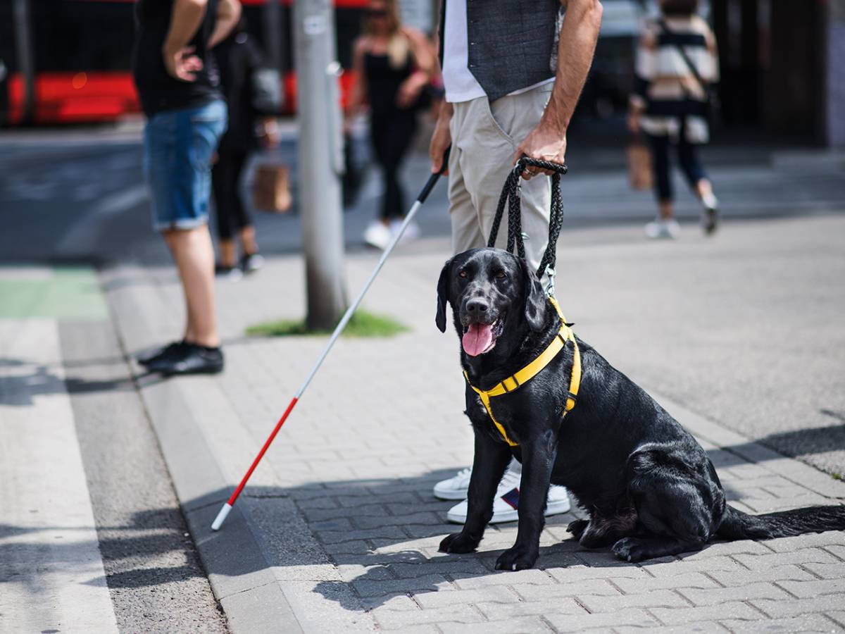 El vínculo entre personas con discapacidad y sus perros de apoyo