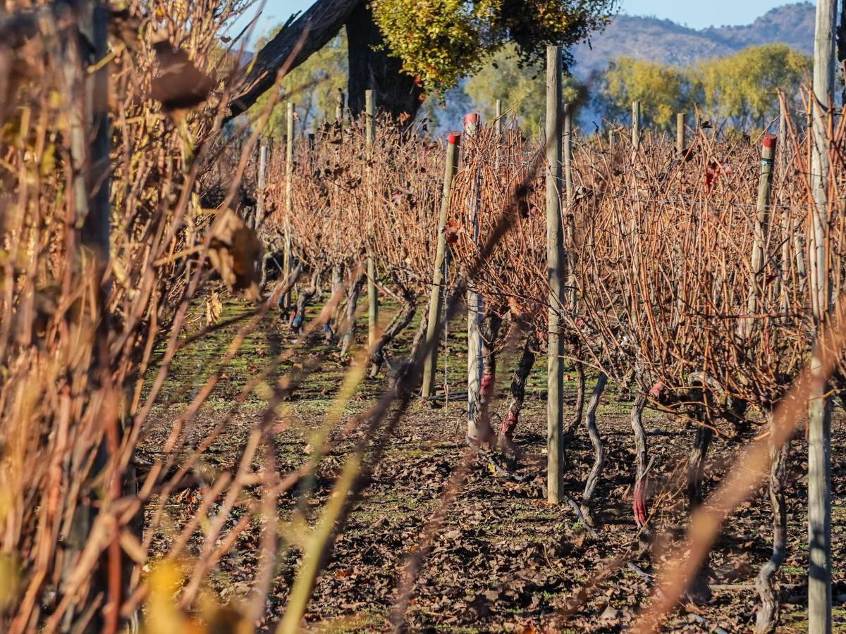 ¿Cómo afecta el cambio climático al vino chileno?