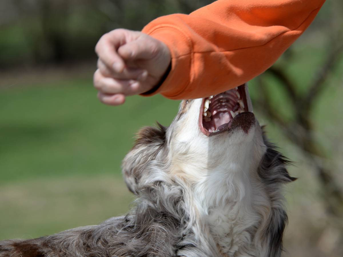 Alerta por mordeduras de perros y abandono: expertos llaman a la responsabilidad en tenencia de mascotas